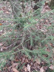 Picea abies