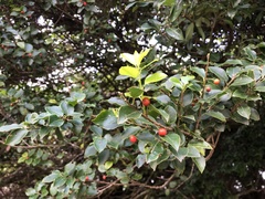 Ilex sugerokii
