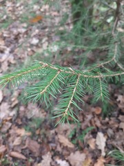 Picea abies