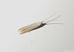 Coleophora rupestrella