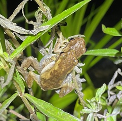 Litoria balatus