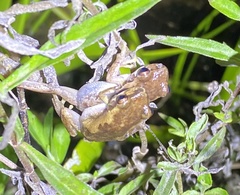 Litoria balatus