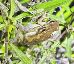 Litoria balatus