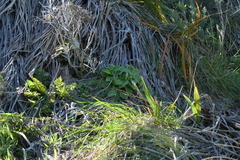 Craspedia uniflora maritima