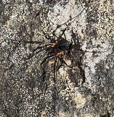 Protolophus niger