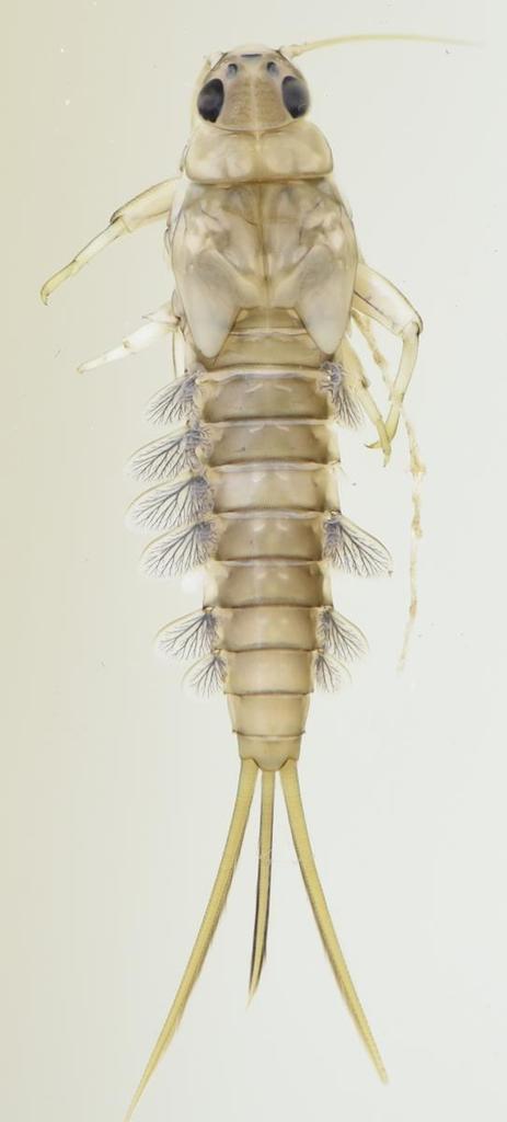 Centroptiloides