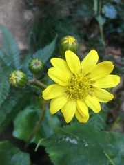 Farfugium japonicum