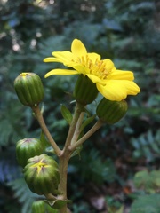 Farfugium japonicum