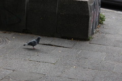 Columba livia domestica