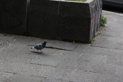 Columba livia domestica