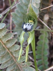 Bipinnula montana