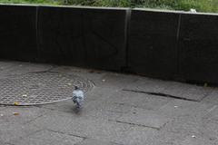 Columba livia domestica