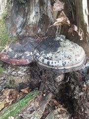 Fomitopsis pinicola
