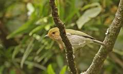Phylloscopus laetus