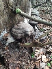 Fomitopsis pinicola