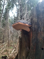 Fomitopsis pinicola