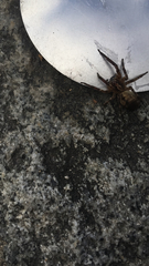 Zoropsis spinimana