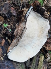 Fomitopsis pinicola