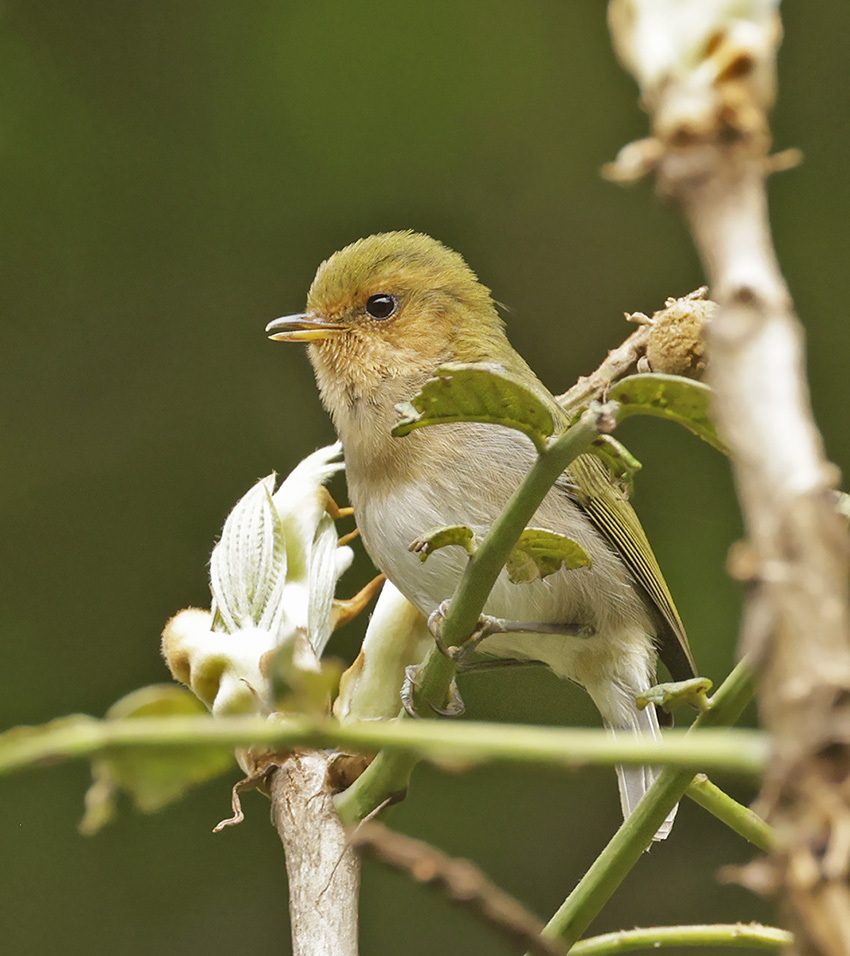 Red-faced Woodland-Warbler (Phylloscopus laetus) photo
