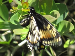 Papilio hellanichus