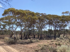 Eucalyptus lesouefii