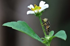 Eristalinus obliquus