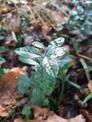 Vaccinium vitis-idaea