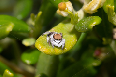 Maratus albus