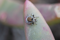 Maratus albus