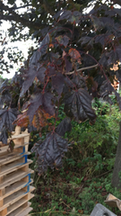 Acer platanoides