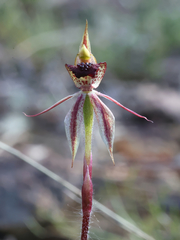 Caladenia actensis