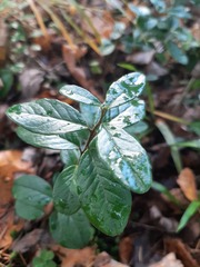 Vaccinium vitis-idaea