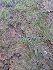 Hypnum cupressiforme