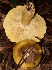 Tricholoma sejunctum