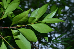 Microtropis yunnanensis