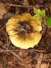Tricholoma sejunctum
