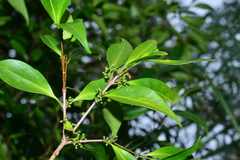 Microtropis yunnanensis