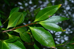 Microtropis yunnanensis