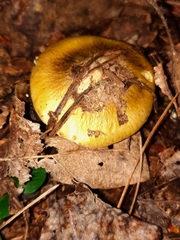 Tricholoma sejunctum