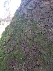 Hypnum cupressiforme