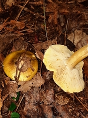 Tricholoma sejunctum