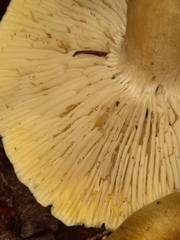 Tricholoma sejunctum