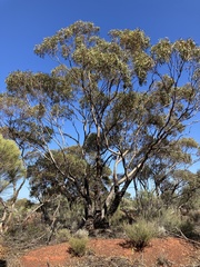 Eucalyptus griffithsii