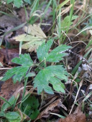 Ranunculus repens