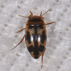 Heterosternuta wickhami