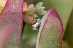 Maratus albus