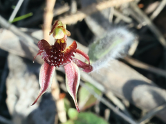 Caladenia actensis
