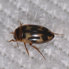 Heterosternuta wickhami