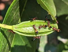Crematogaster castanea castanea