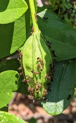 Crematogaster castanea castanea